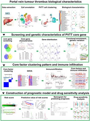 Single-cell and bulk transcriptomic datasets enable the development of prognostic models based on dynamic changes in the tumor immune microenvironment in patients with hepatocellular carcinoma and portal vein tumor thrombus